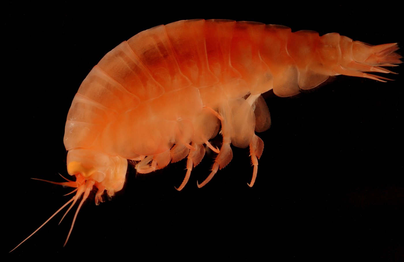Amphipod