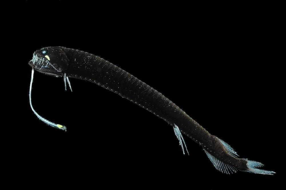Black Dragonfish