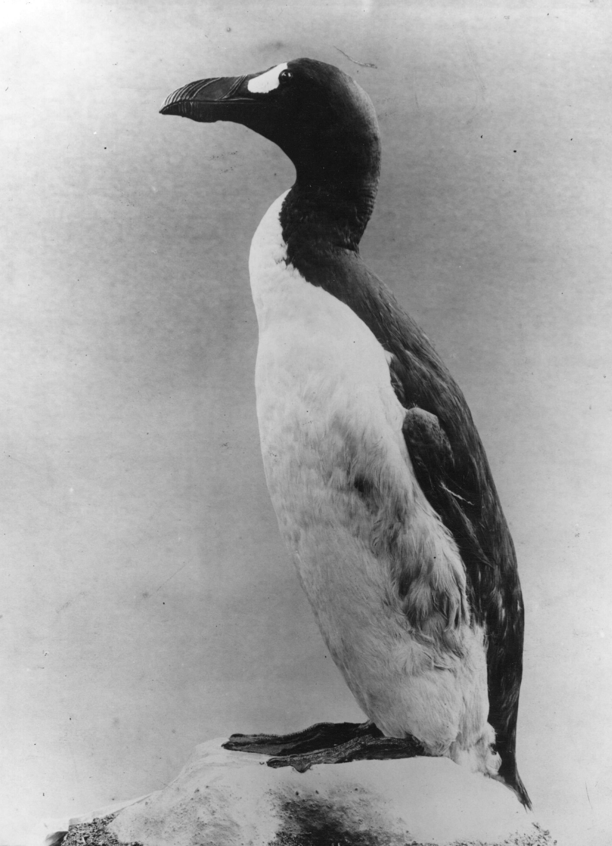 Great Auk