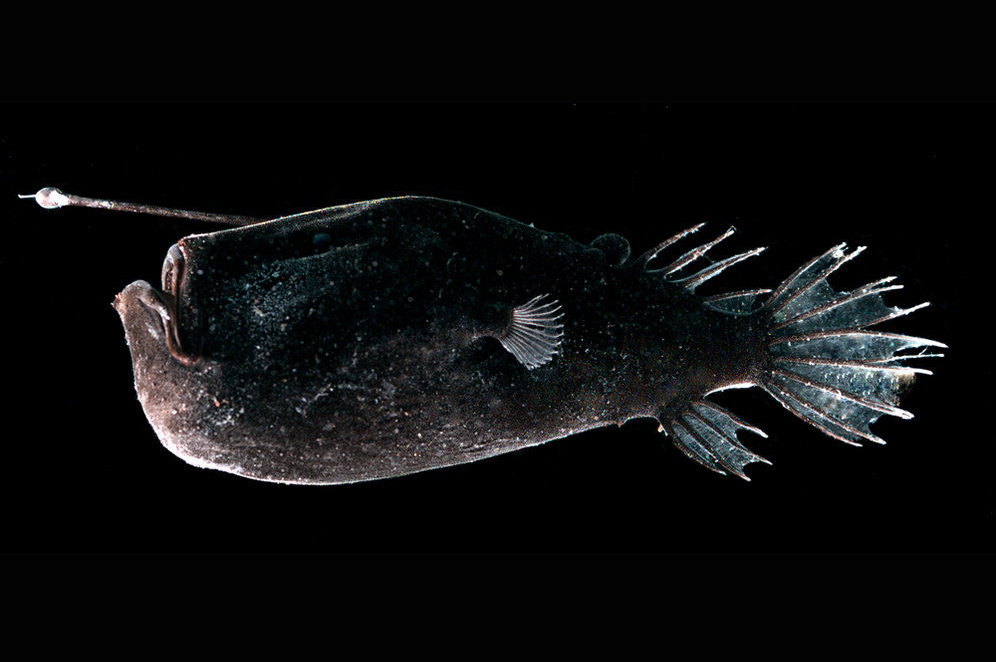 Triplewarted Seadevil