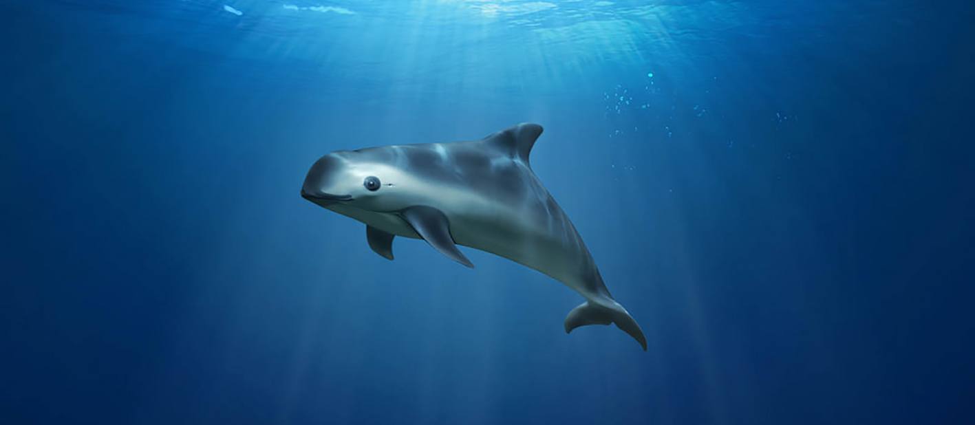 Vaquita