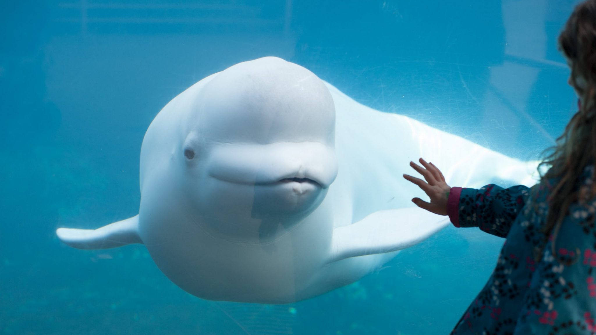 Beluga Whale