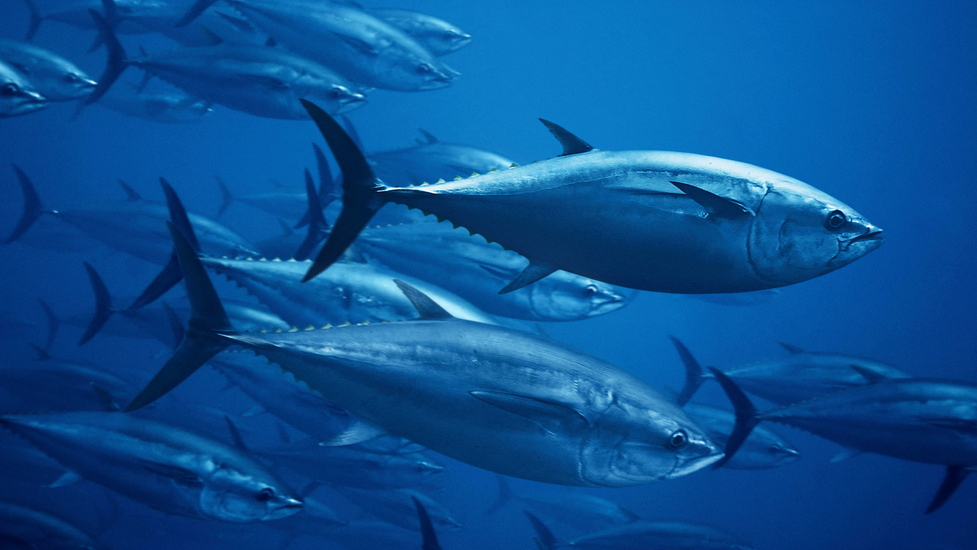 Bluefin Tuna