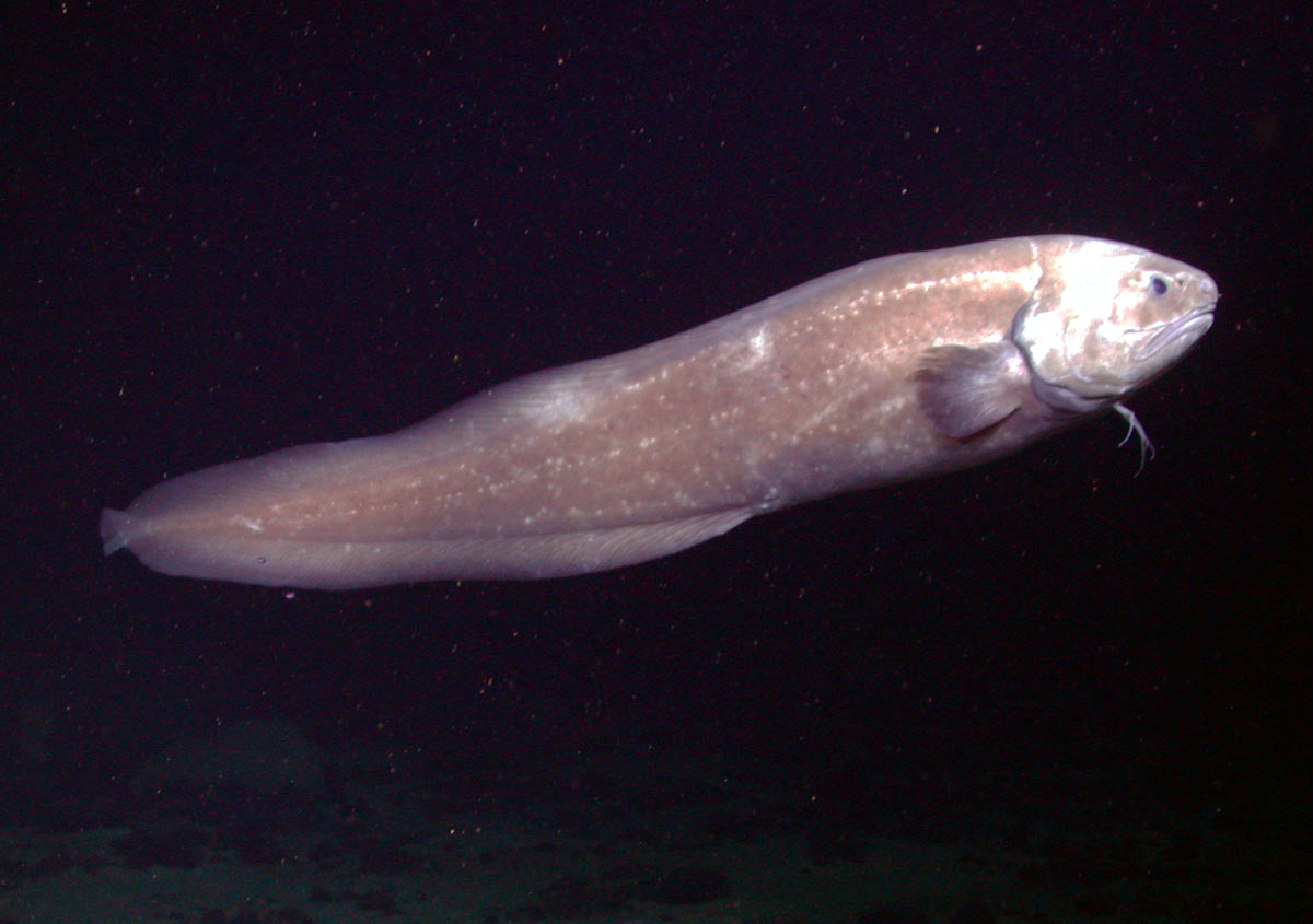 Cusk Eel