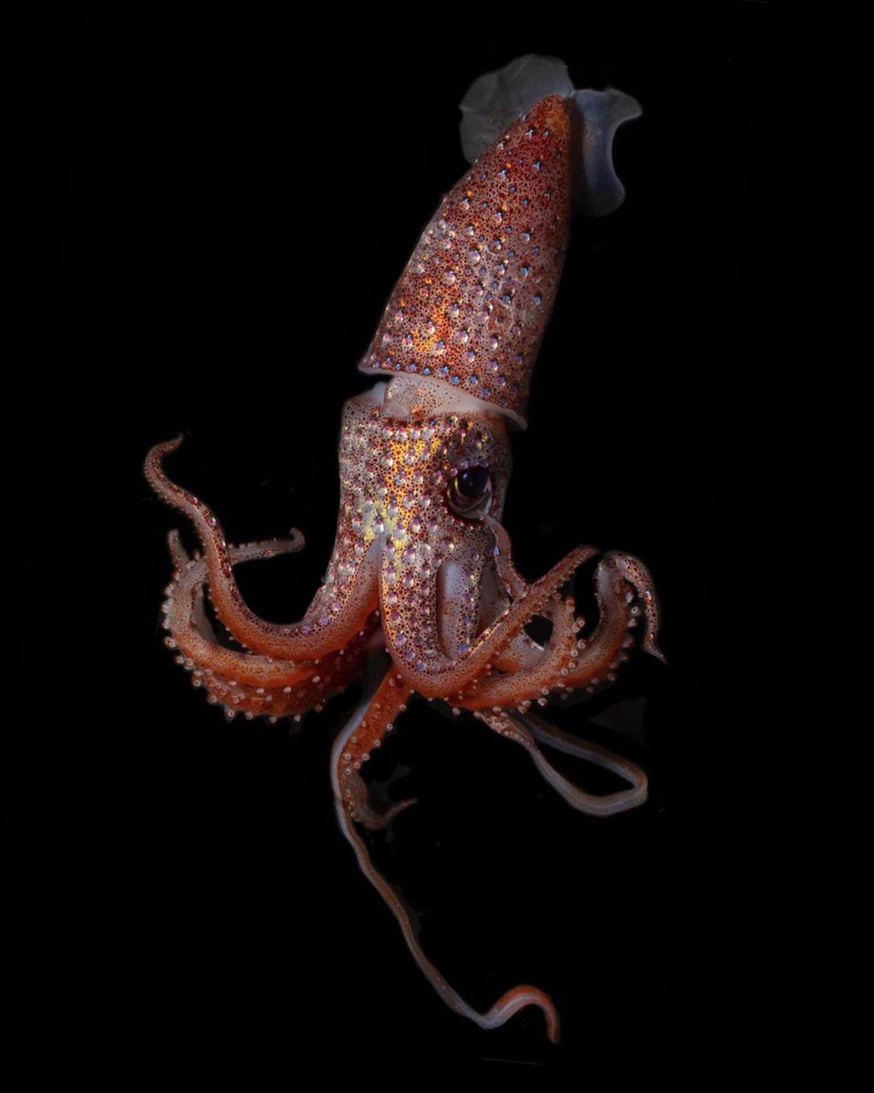 Strawberry Squid